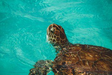 Curacao Private Jeep Off-Road Tour to Swimming with Sea Turtles
