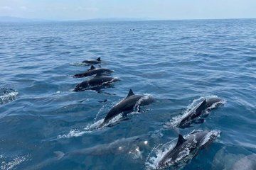 Dolphin and Turtle Watching in Puerto Escondido