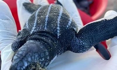 Turtle Release and Observation of Iguanas and Crocodiles