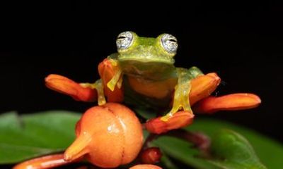 Monteverde Night Walk with Expert Naturalist Guide