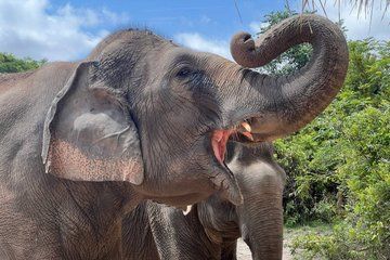 Special Kulen Elephant Forest Tour with Airport Transfer