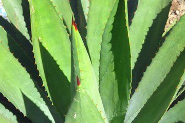 Mezcal Distilleries : Local Producers Palenque and Tasting