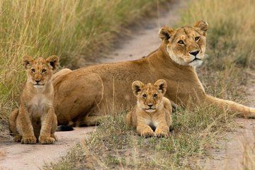 7 Day Masai Mara Nakuru Amboseli Safari Tour