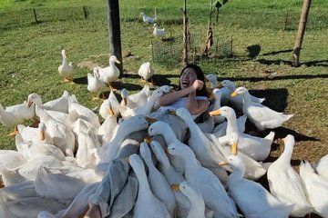 Experience Duck Stop Farm Basket Boat and Buffalo Ride Transfer