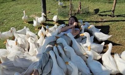 Experience Duck Stop Farm Basket Boat and Buffalo Ride Transfer
