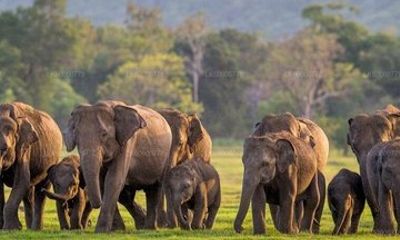 Sigiriya Rock Fortress and Safari Day Trip From Trincomalee