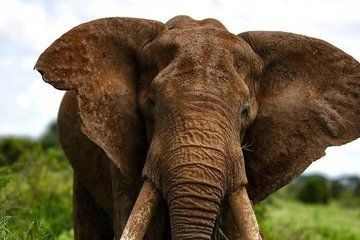 6 Day Private Kenya Safari Wildlife and Watamu Beach Experience