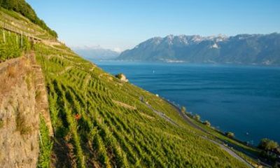 Lavaux UNESCO Vineyards and Tasting Private van from Montreux