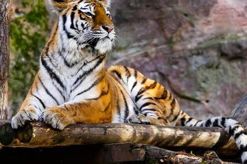 7-Day Golden Triangle Tour with Ranthambore Tiger Safari
