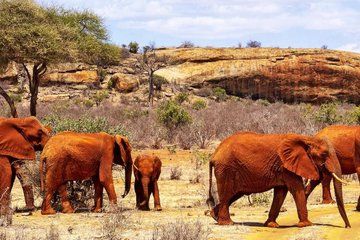 5 Days Safari Tsavo East West and Amboseli from Mombasa/ Nairobi