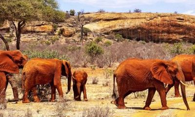 5 Days Safari Tsavo East West and Amboseli from Mombasa/ Nairobi