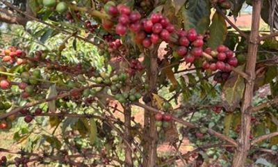 Rwanda Kigali Coffee Crop to Cup Tour experience