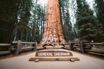 From San Francisco Private Sequoia National Park Full-Day Tour