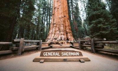 From Oakland Private Sequoia National Park Day Tour