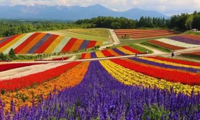 Private Full Day Hokkaido Tour Flower Fields and Blue Pond