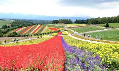 Furano and Biei Vibrant Fields Tour from Sapporo