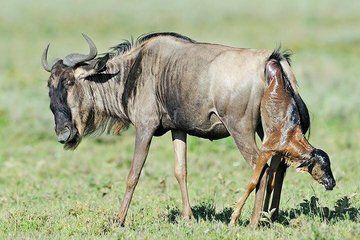 6 Days Safari Calving Season Tanzania