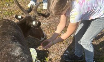 Short Reindeer Feeding Experience in Hammerfest