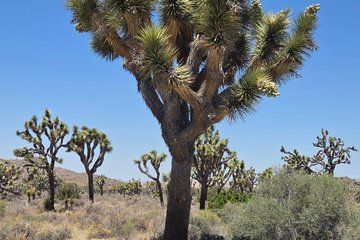 Small Group Tour from San Diego to Joshua Tree National Park