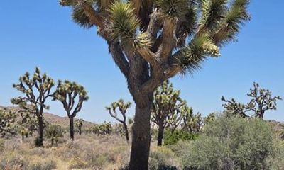 Small Group Tour from San Diego to Joshua Tree National Park