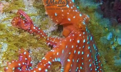 Night Snorkeling in Malta with Local Guide