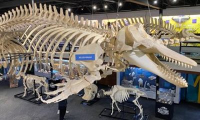 SKELETONS: Museum of Osteology General Admission - Oklahoma City