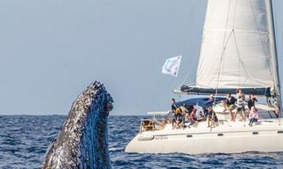 Whale Watching by sailing catamaran from Noumea