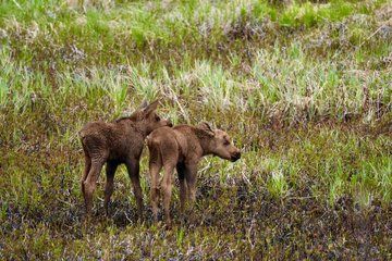 Anchorage to Whittier Wildlife and Scenic Tour
