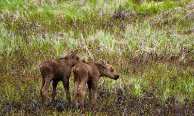Anchorage to Whittier Cruise Transfer Tour with Port Drop-Off