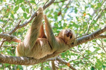 4 Days Arenal and Monteverde Essentials