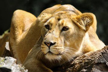 5 Days Tanzania Safari Adventure