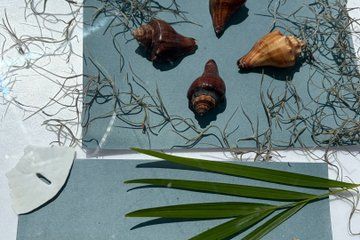 Dolphin Watching, Shelling and Sun Print Island Adventure