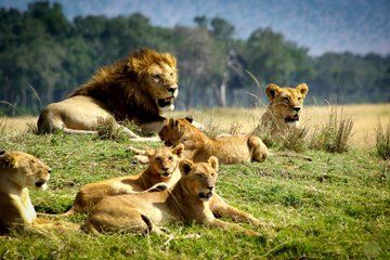 1 Day Safari Adventure to Tsavo East National Park From Mombasa