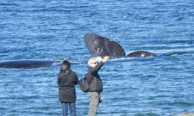 Whale Watching at El Doradillo Beach from Puerto Madryn