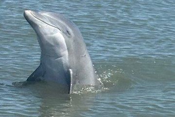 Dolphin watching and shelling boat tour