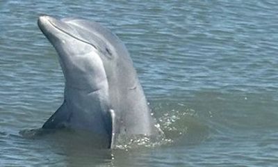 Dolphin watching and shelling boat tour
