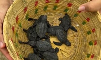 Release of Turtles in Puerto Escondido at Sunset