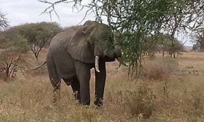 4 Day Budget Camping Safari Tarangire Serengeti and Ngorongoro