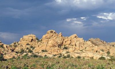 Guided Tour of Joshua Tree National Park with Local Expert