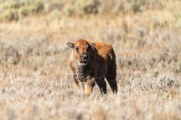 3 Day Guided Wildlife Photography Tour in Yellowstone