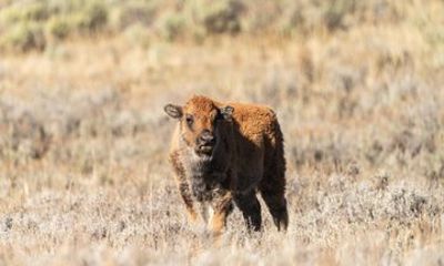 3 Day Guided Wildlife Photography Tour in Yellowstone