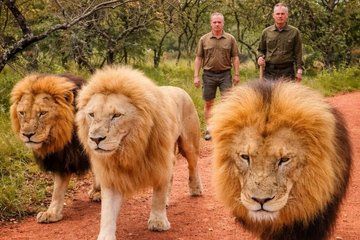 Walk With Lions From Johannesburg