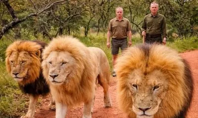 Walk With Lions From Johannesburg