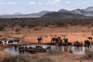 17 Day Ultimate Kenya Safari Big Five and Great Migration