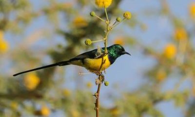 Aswan Birdwatching Experience on the Nile