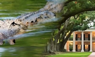 Oak Alley Or St. Joseph Plantation Plus Swamp Tour Combination