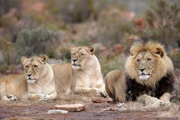 Cape Town Aquila Safari Fairview and Spice Route Wine