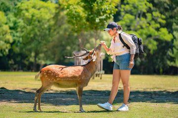 Nara & Uji Day Trip: Cute Deer, Matcha Experience, and Hot Spring