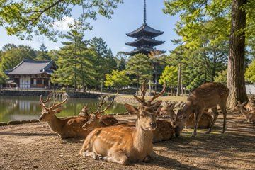Nara Private local Tour with Local Guide and Optional Bungy Jump