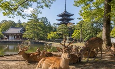 Nara Private local Tour with Local Guide and Optional Bungy Jump